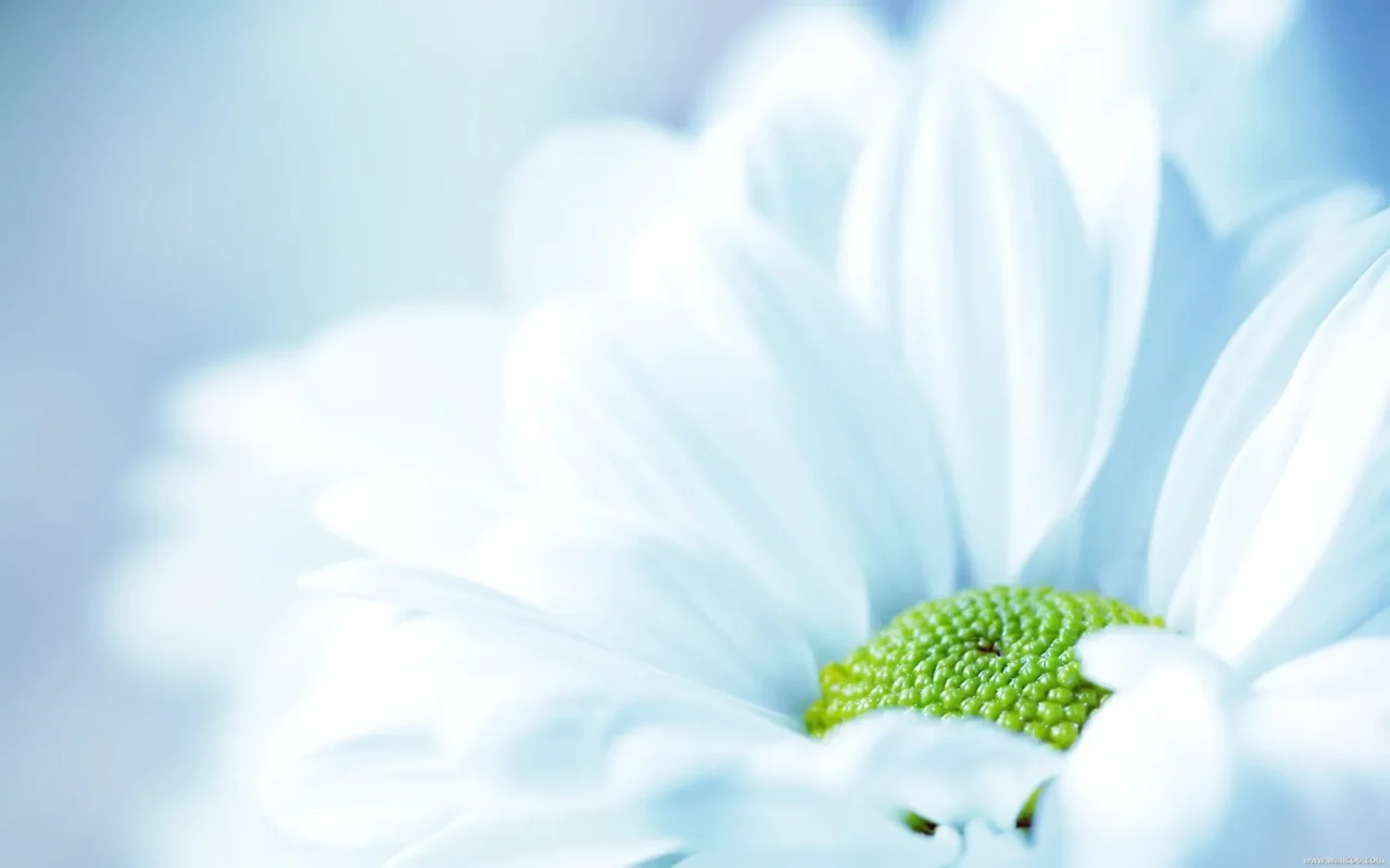 banner lời cảm ơn